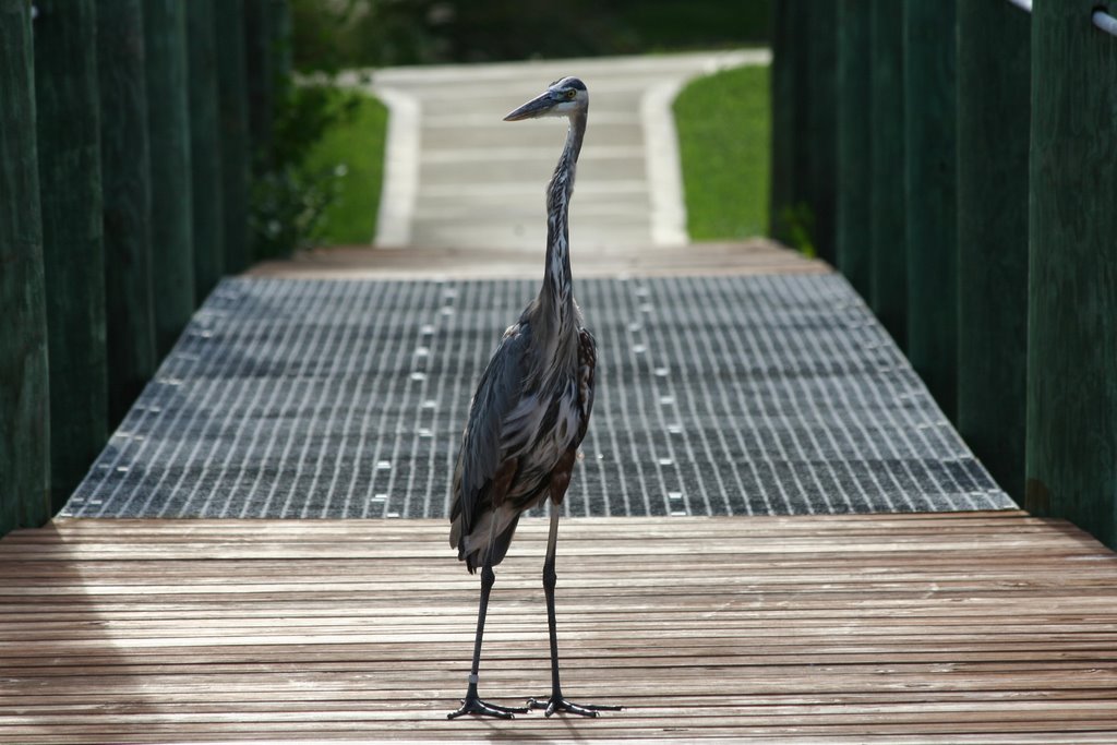 Great Blue Heron (Ardea herodias)