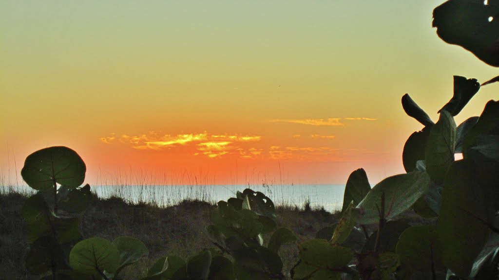 Grass, sea and sunset at Madeira Beach, Florida. La flore et la mer au coucher de soleil