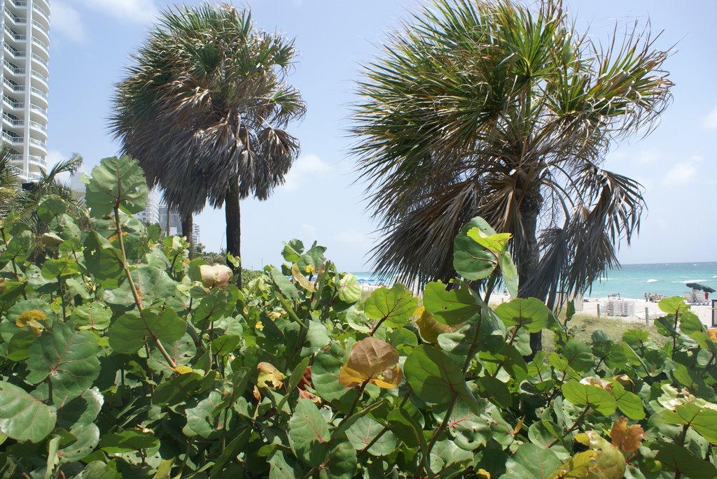 Miami Beach