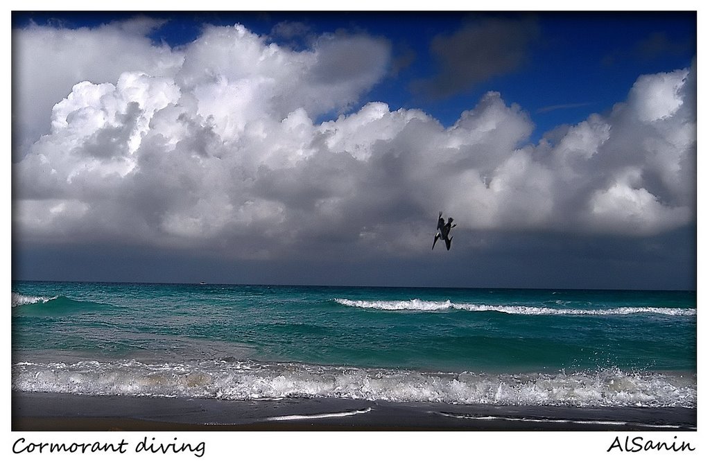 Pelican diving.  Atlantic. Miami.