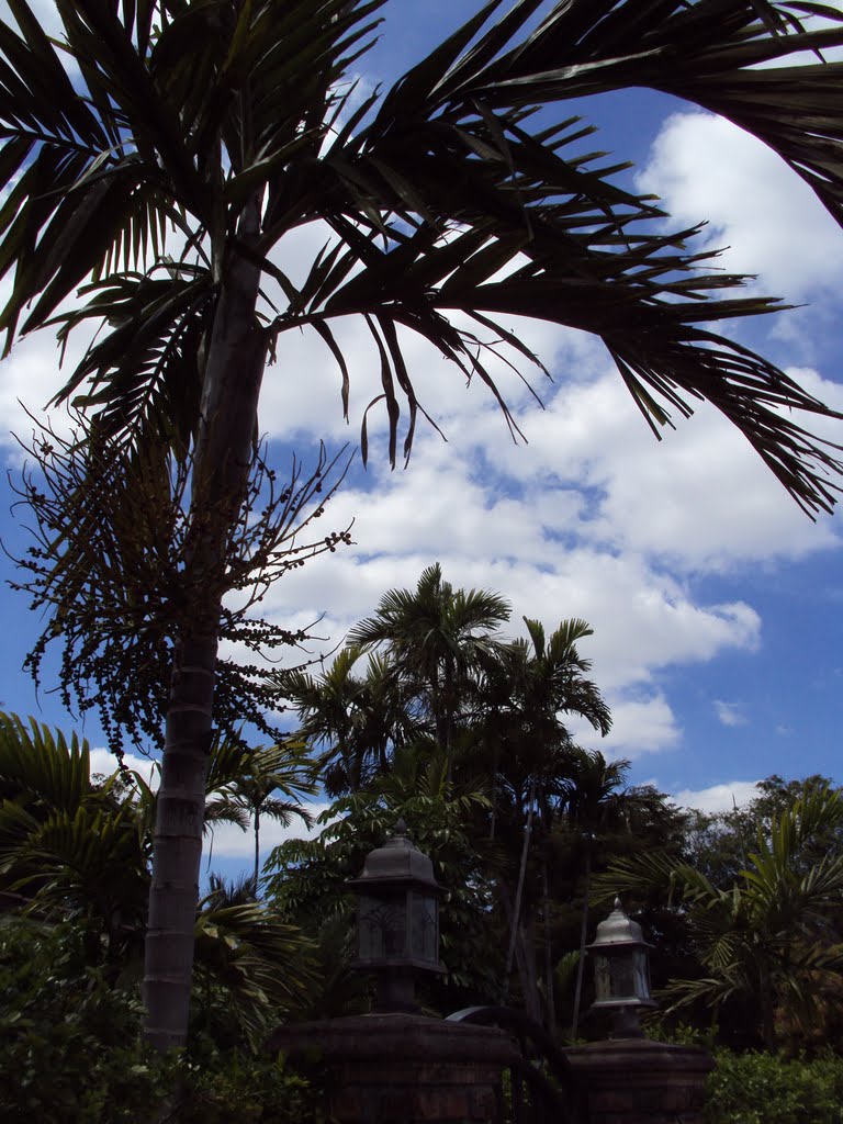 Palms and Lights