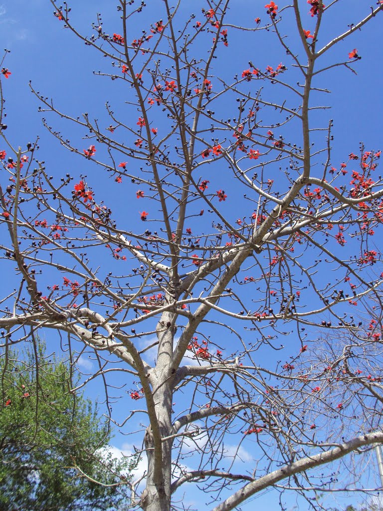 Beautiful Tree off Curtiss Parkway