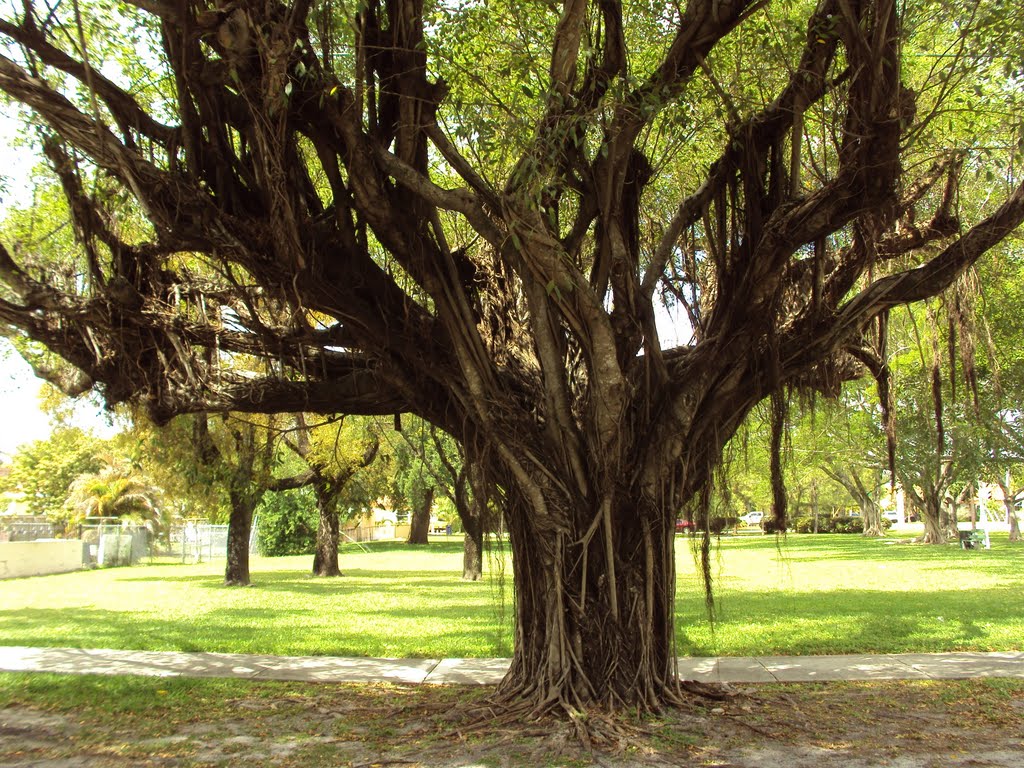 Beautiful Old Tree