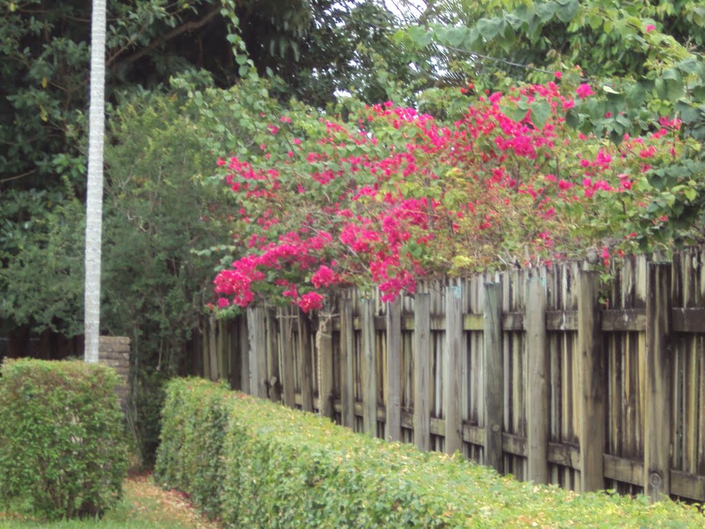 Flowered Buganvillia Fence