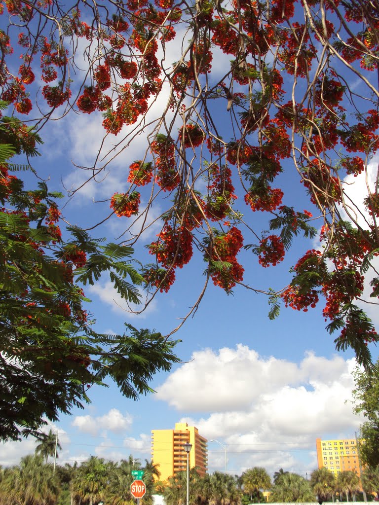 Hialeah Landscape and Flamboyant tree