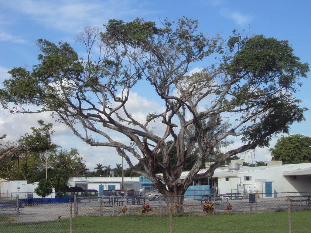Tree by Miami Springs middle School across  East Drive