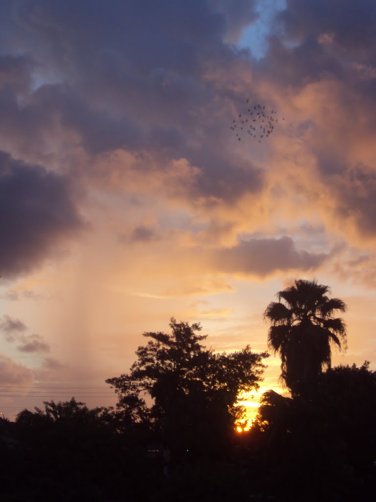School of birds flying around in the morning