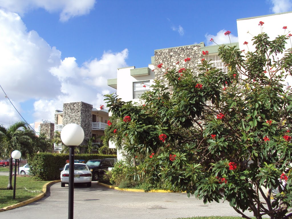 Beautiful tree off S Royal Poinciana Blvd