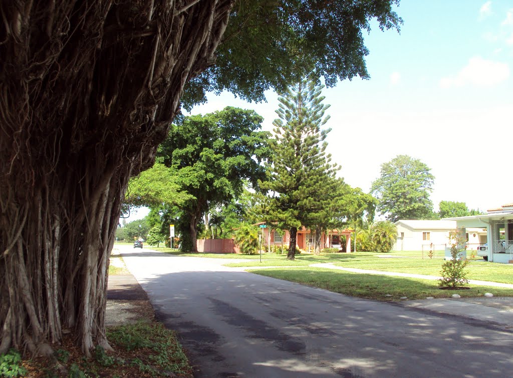 Beautiful trees in Miami Springs