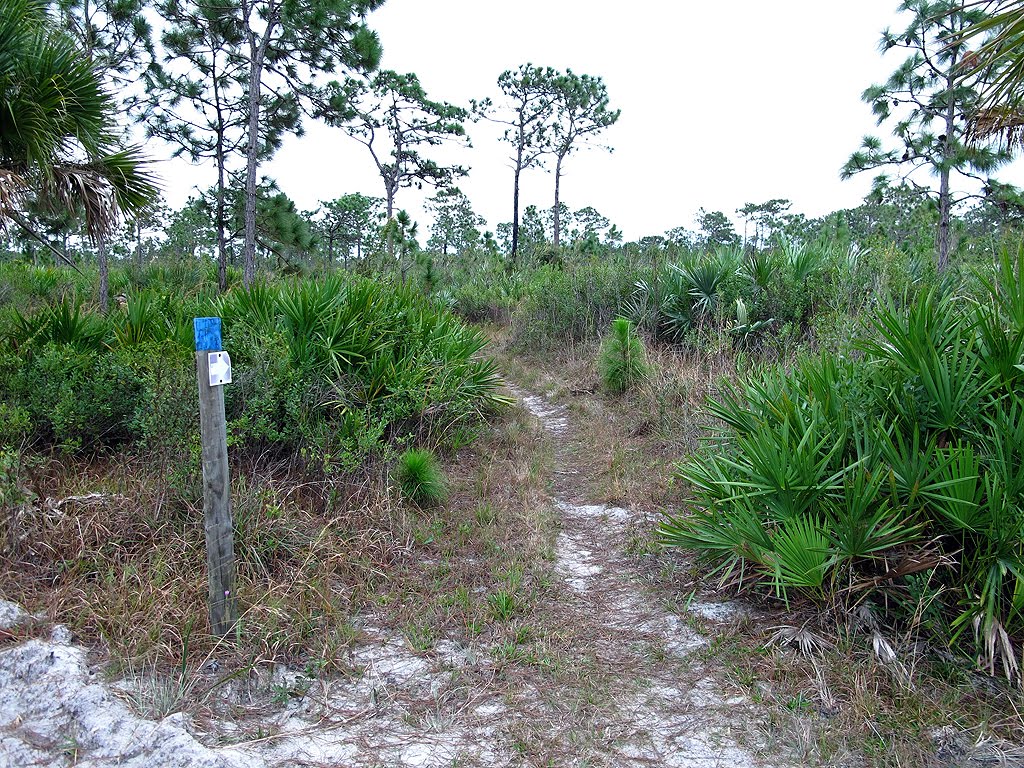 Start Blue Blazed Trail