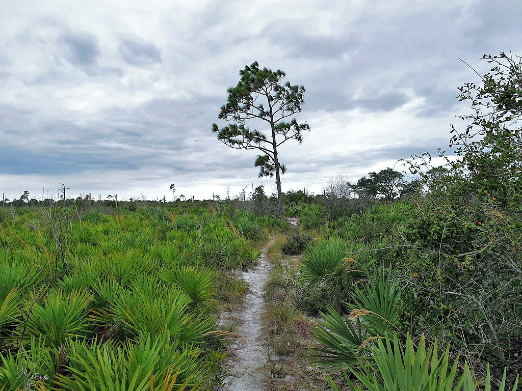 Pine Tree Which Has Survived So Far