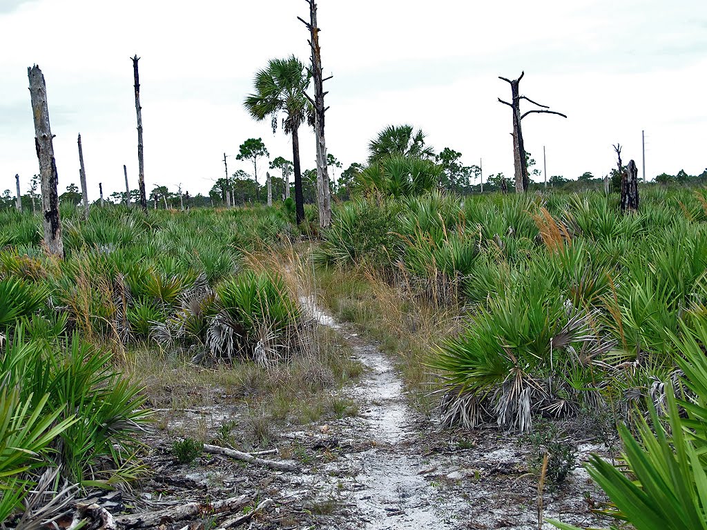 Trail Through Scrub