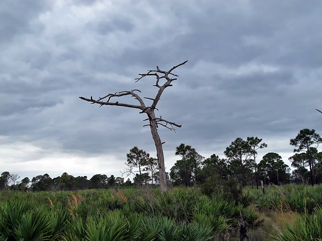 Cool Dead Tree