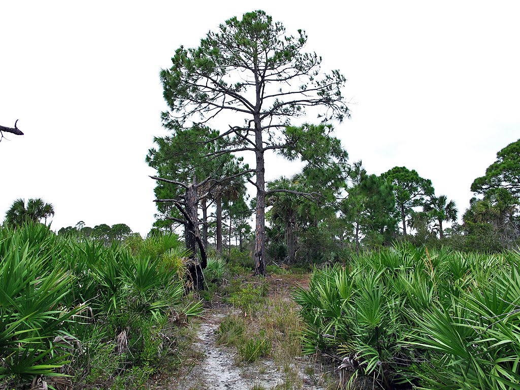 Tall Pine and Palmettos