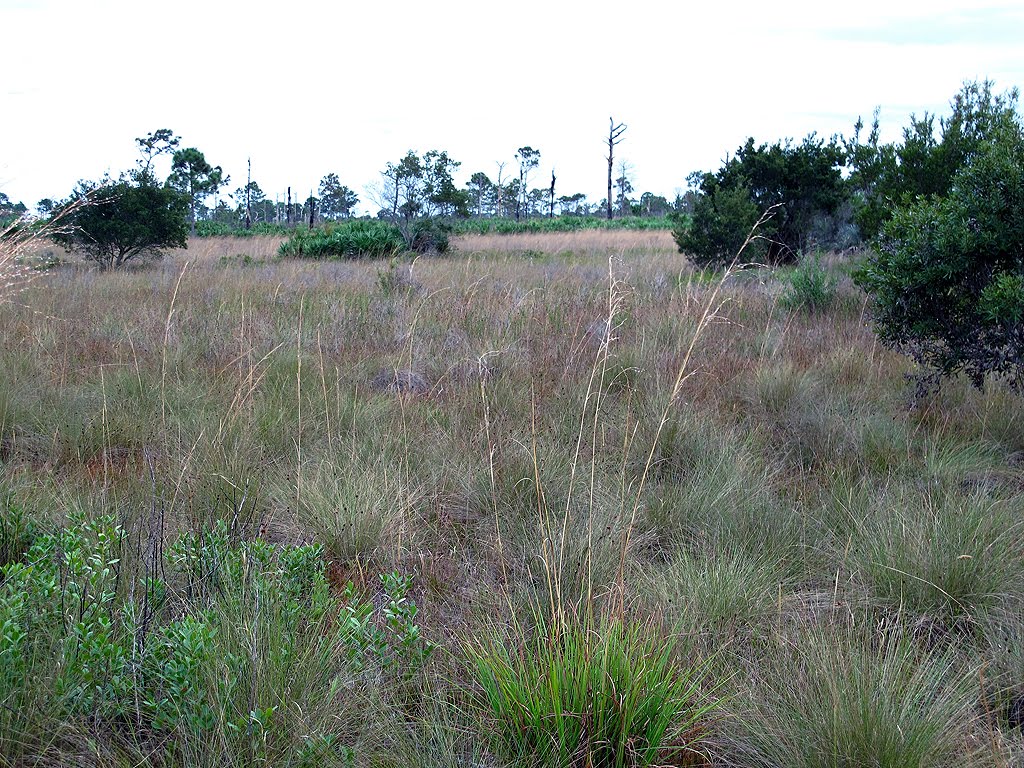 Grass "Pond"