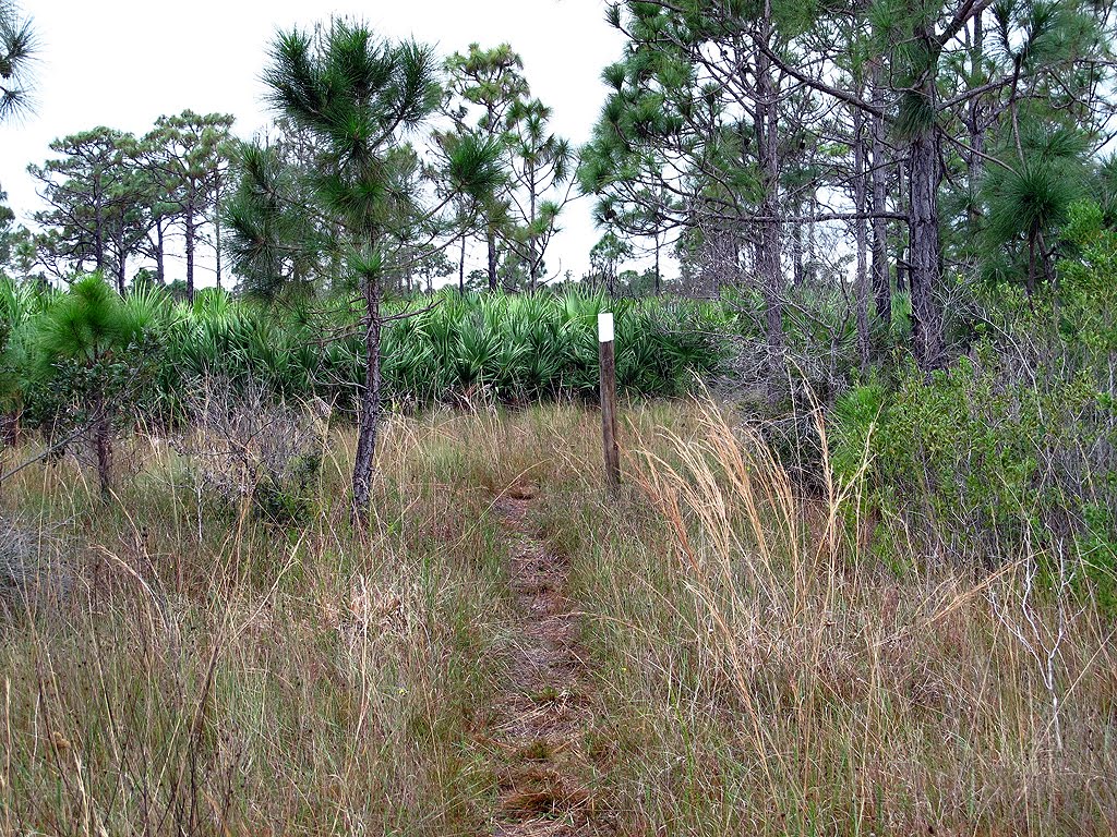 White Blazed Trail View