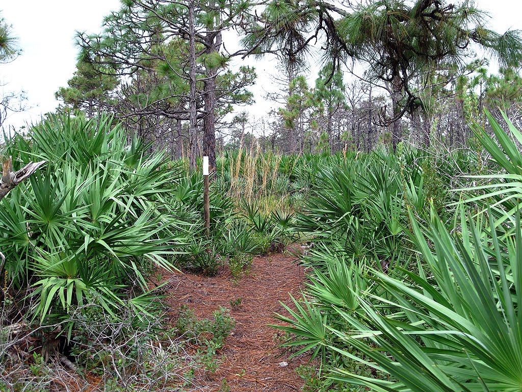 White Blazed Trail Through the Palmettos