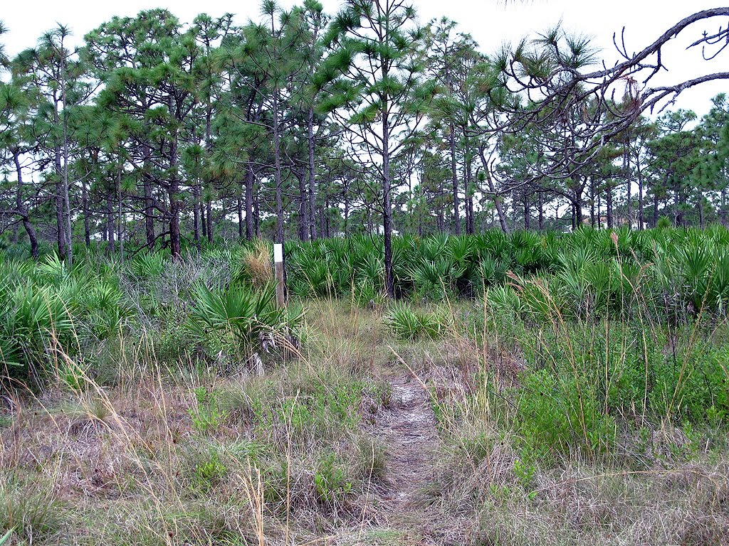 White Blazed Trail Through the Scrub