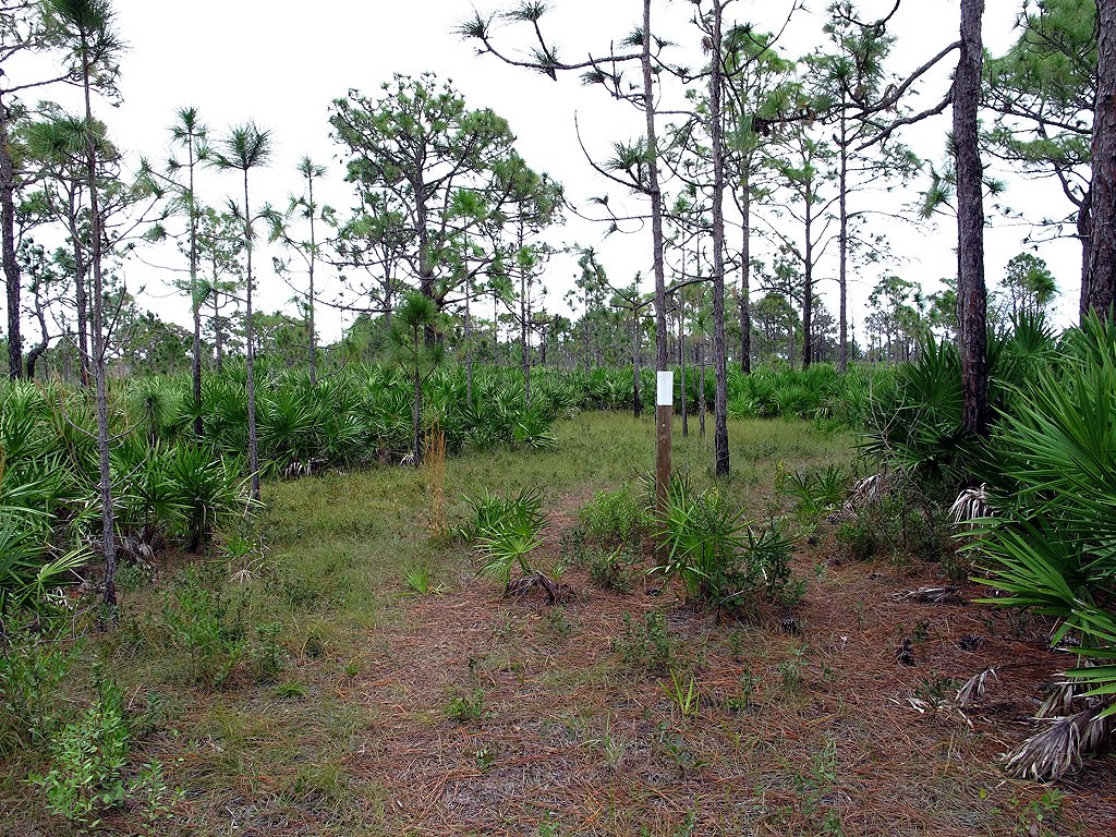 White Blazed Trail Through the Scrub