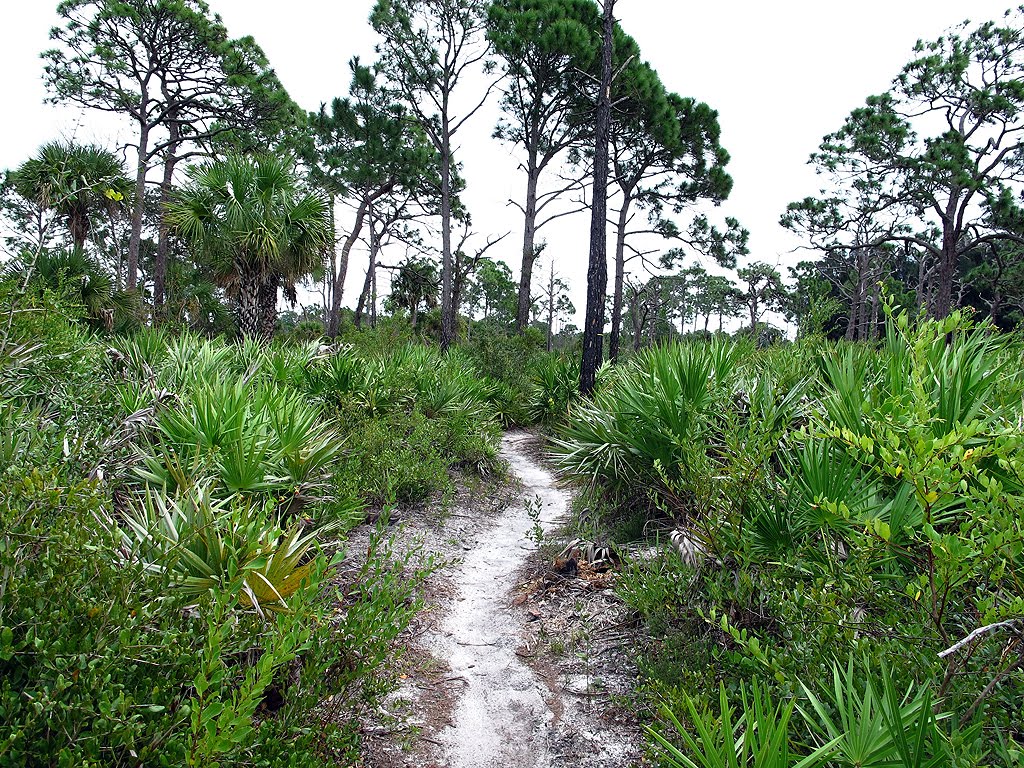 Trail Through Scrub Pines