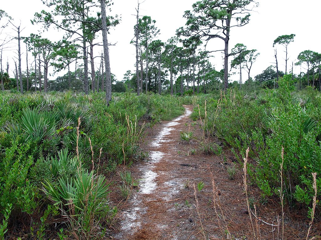 Trail Through the Brush