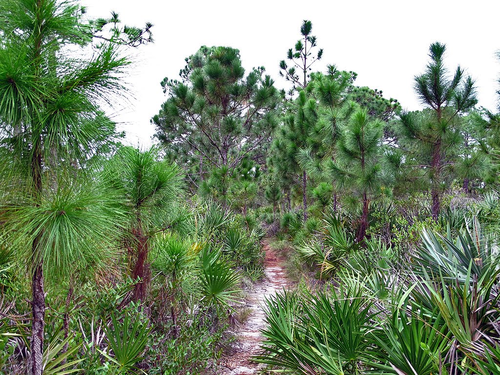 Trail Through the Pines