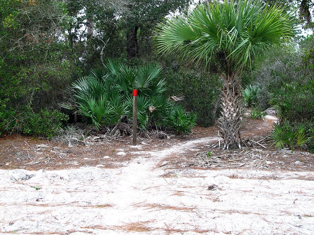 Red Blazed Trail Crosses Firebreak