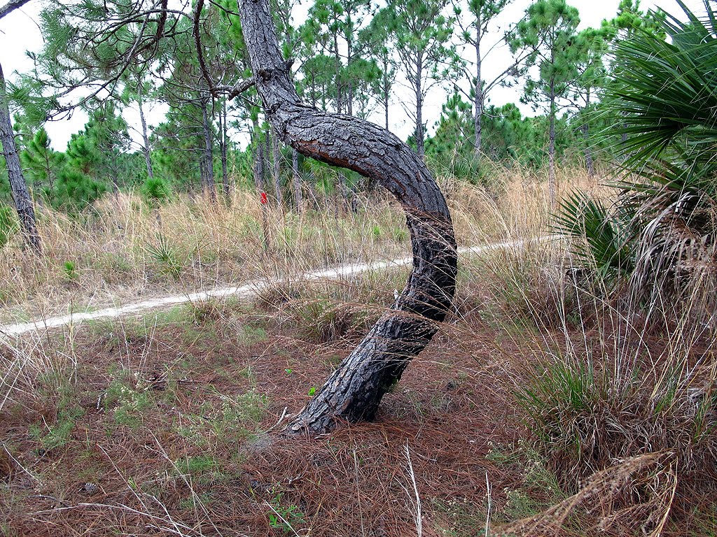 Twisted Pine