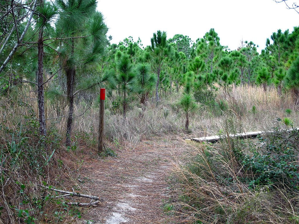 Red Trail Through the Pines