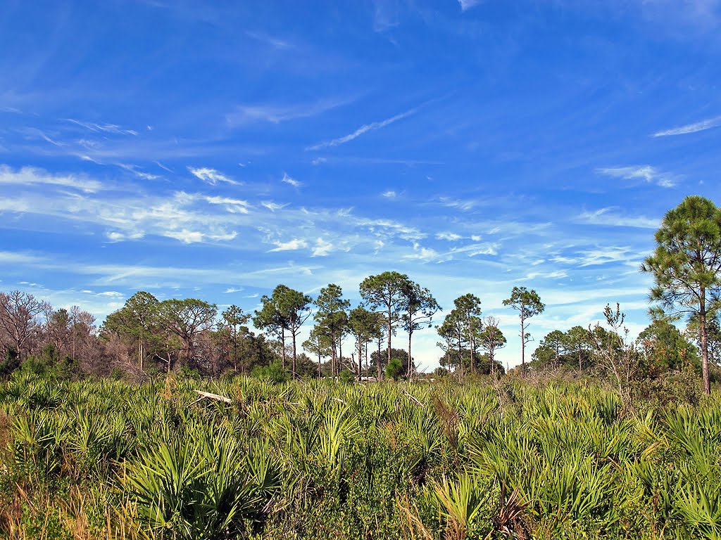 Blue Sky Over Palmettos