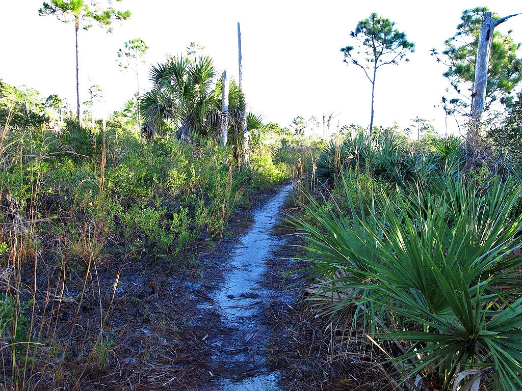 Trail Through the Palmettos