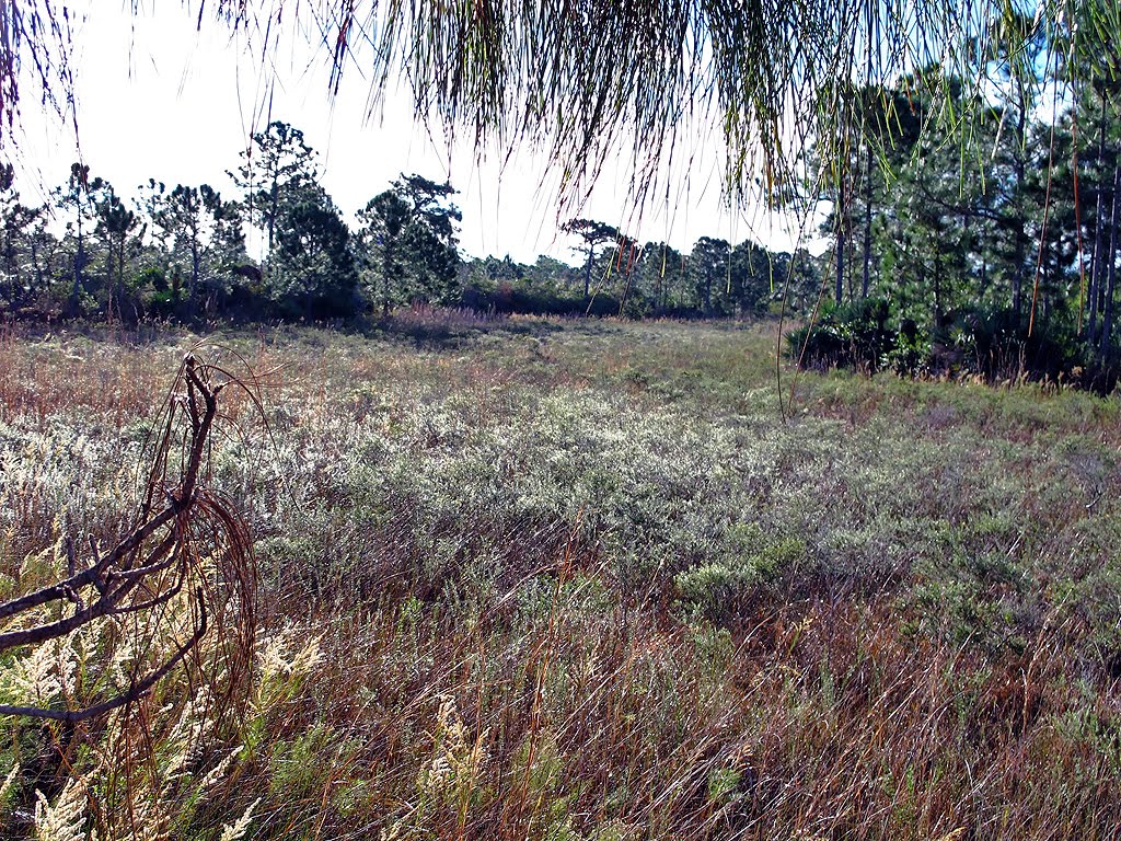 Old Dried Up Pond
