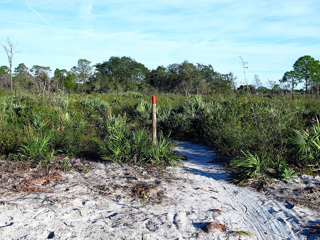 Red Trail Through the Palmettos