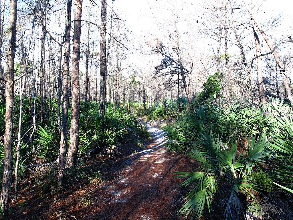Trail and Palmettos