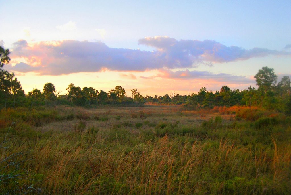Dry Marsh at Malabar Scrub
