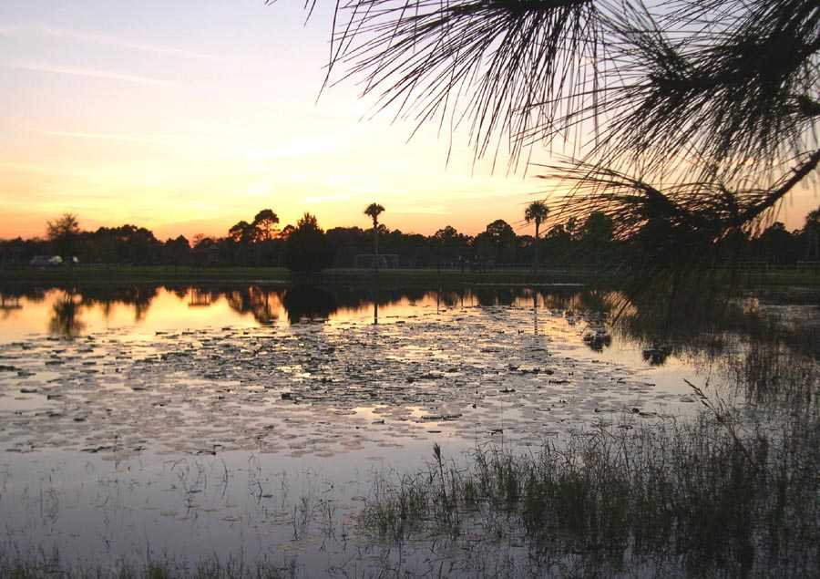 Pond behind Fire Station Malabar