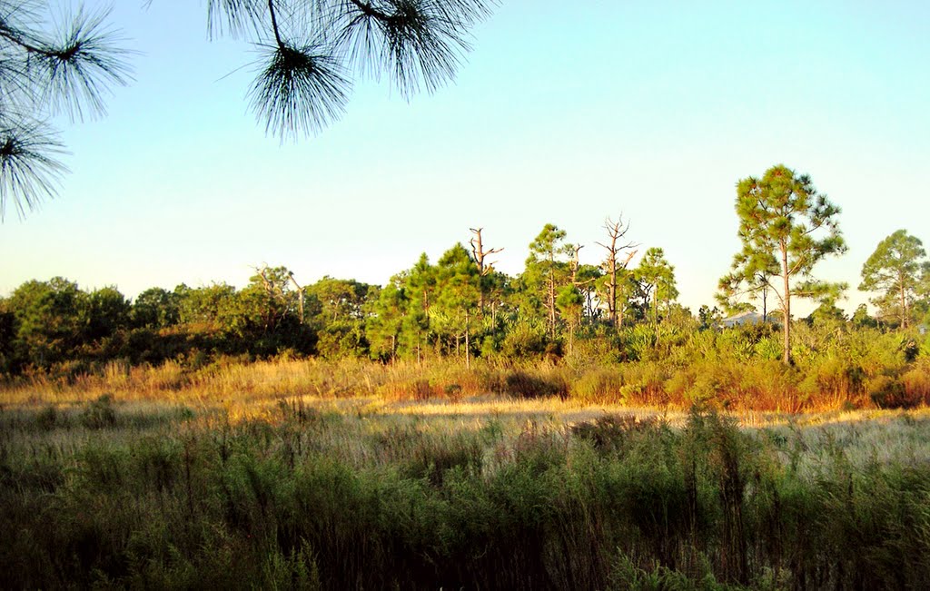 Dry marsh at Malabar Scrub, looking east