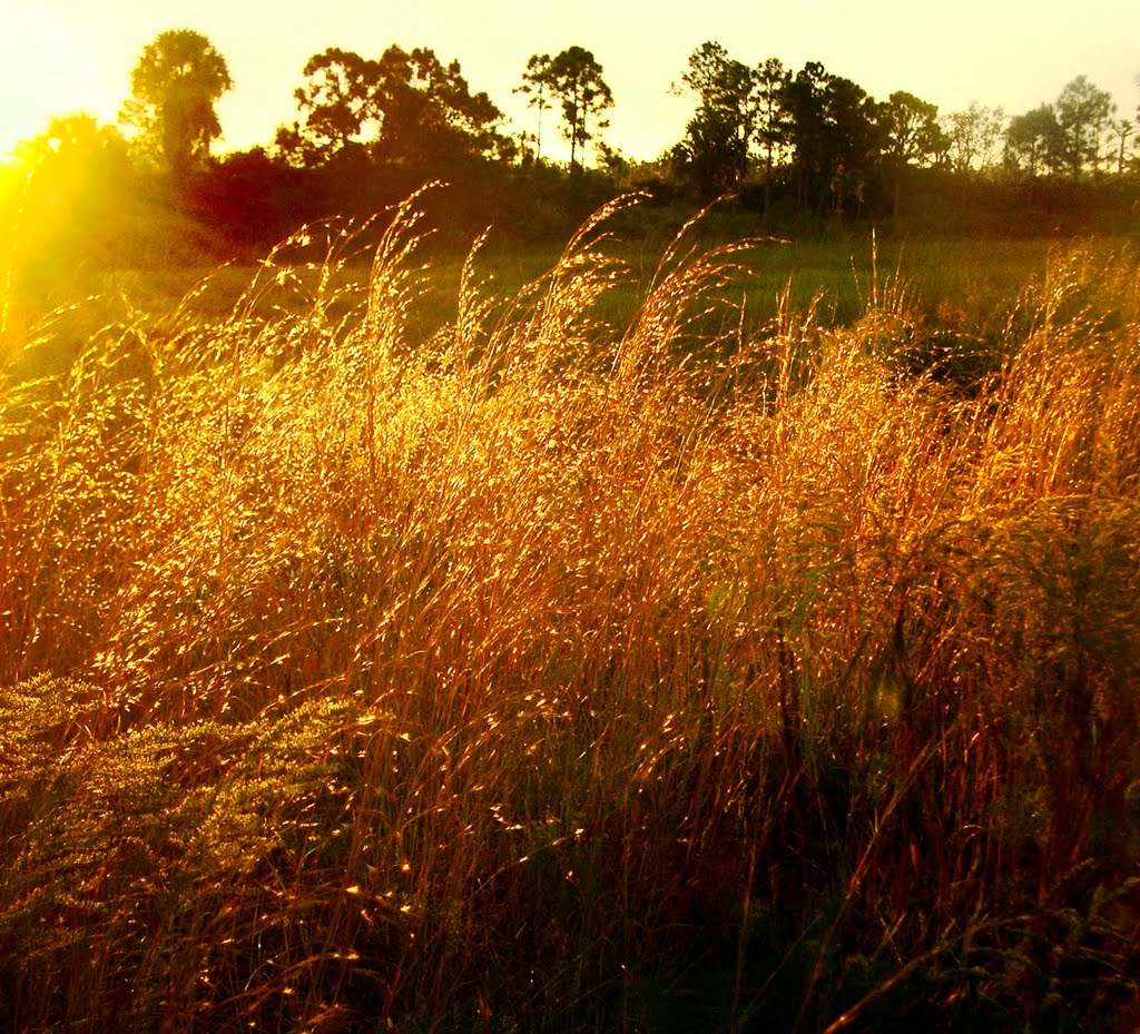 Grasses at the edge of the dry marsh, Sunrise, Malabar Scrub