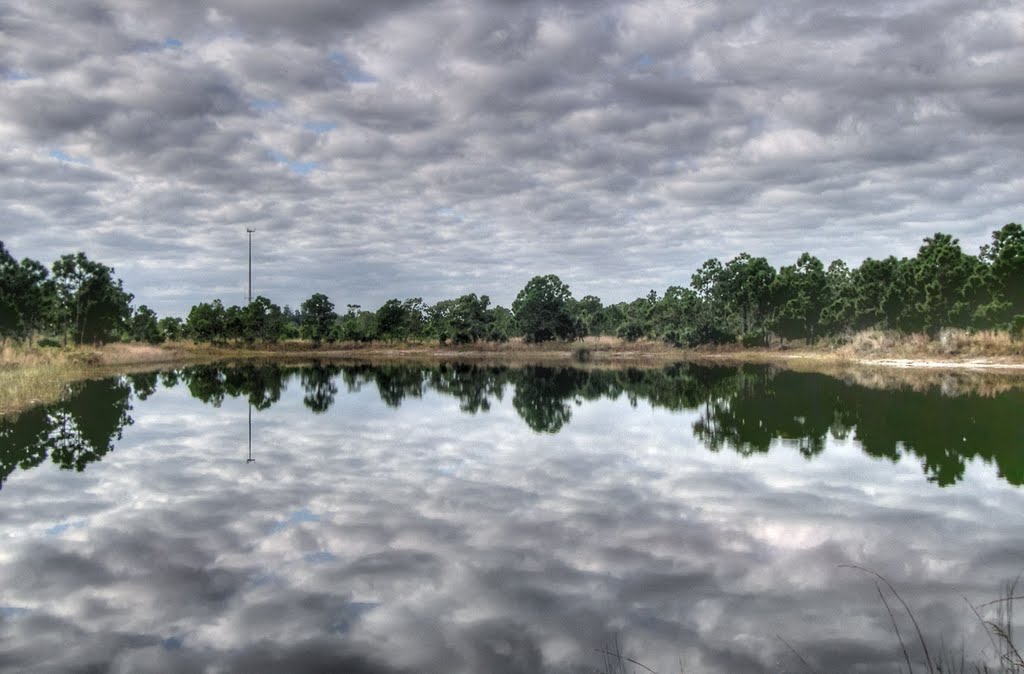 Mackeral Sky, Malabar Woods