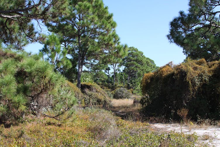 Overlook Scrub