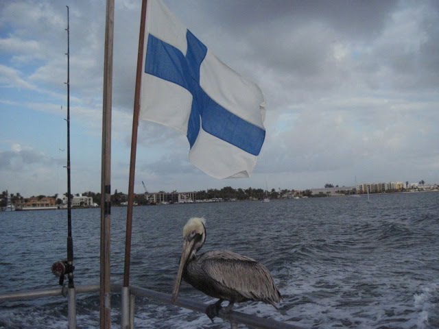 one footed pelican and flag of Finland
