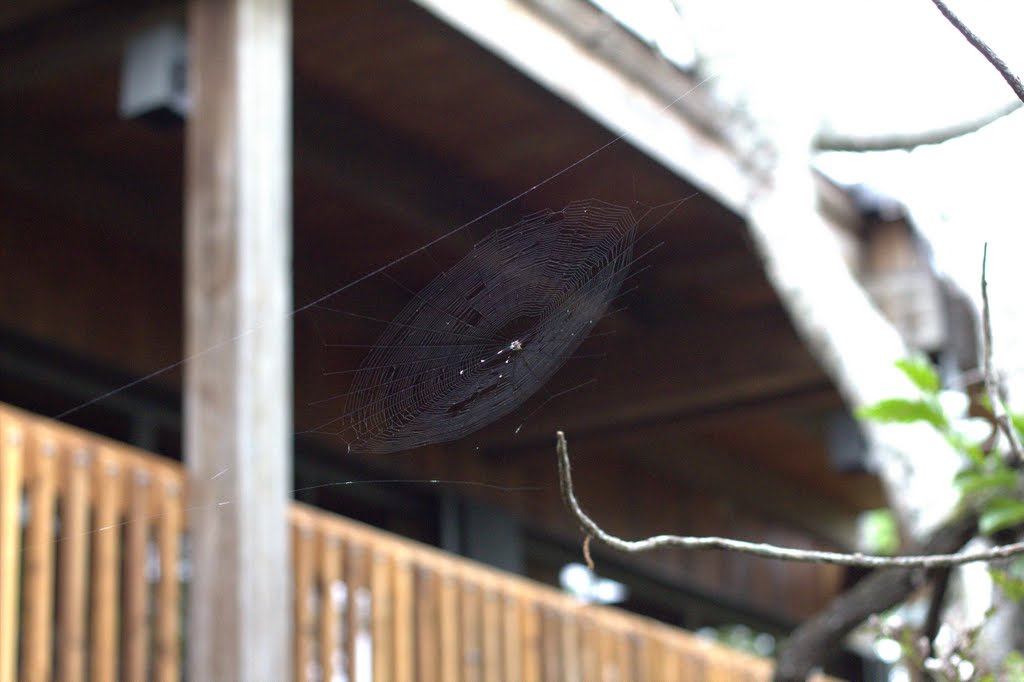 Fern Forest Nature Center Spider Web