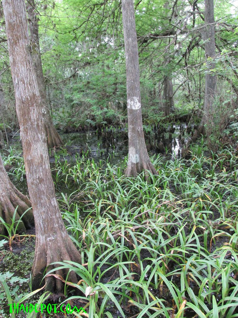 Fern Forest Nature Center , Coconut Creek FL USA