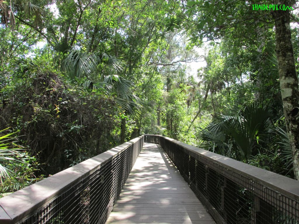 Perfect Afternoon @ Fern Forest Coconut Creek, FL USA