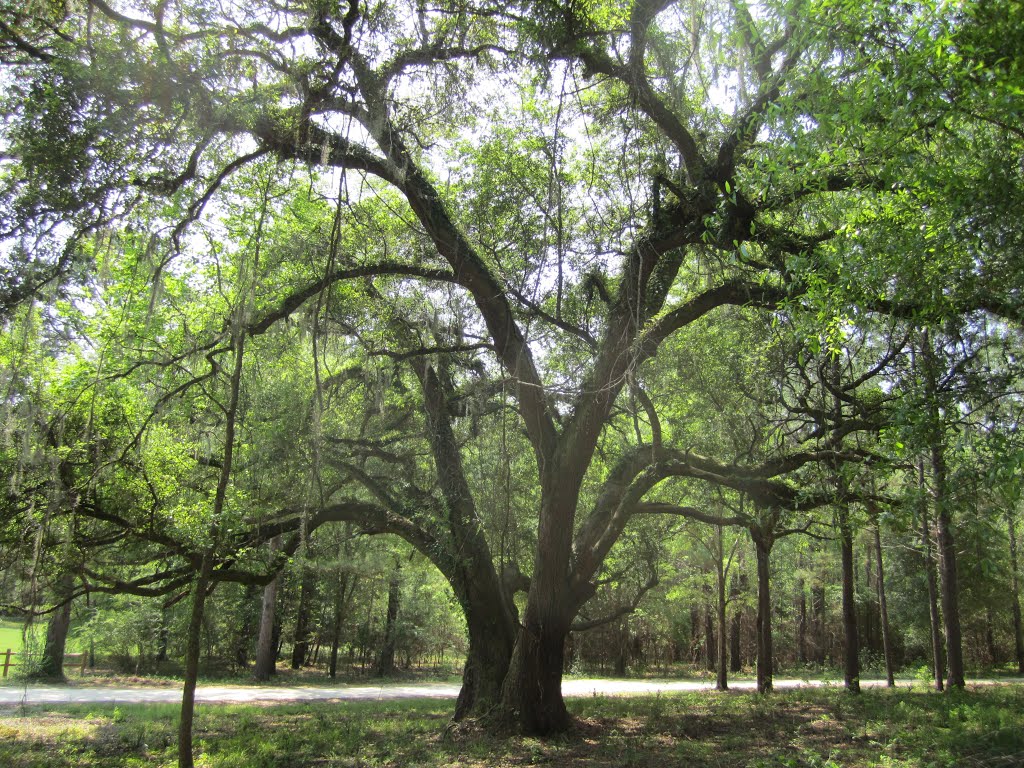Grand Old Live Oak