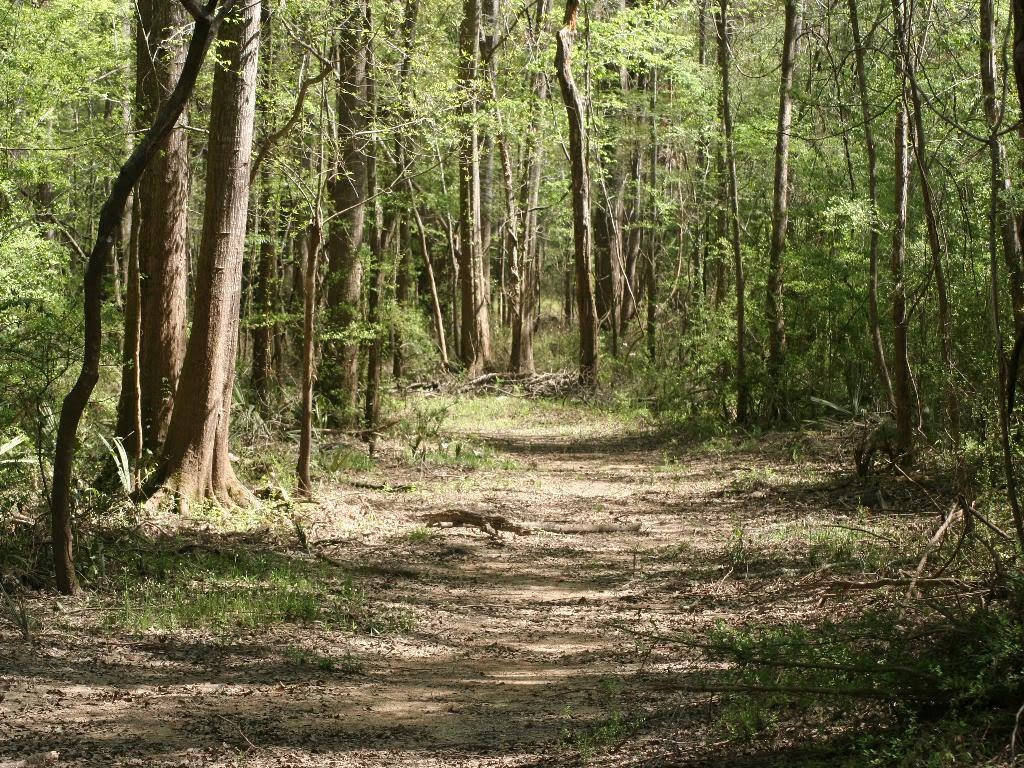 Main Trail to Chipola River
