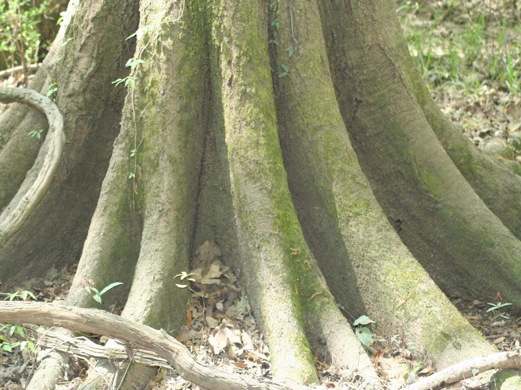 Mossy Trunk