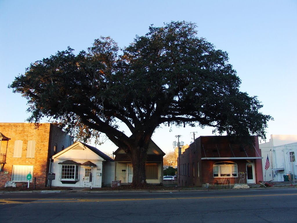 Live Oak tree dwarfing historic buildings, courthouse square, Marianna Fla (1-3-2012)
