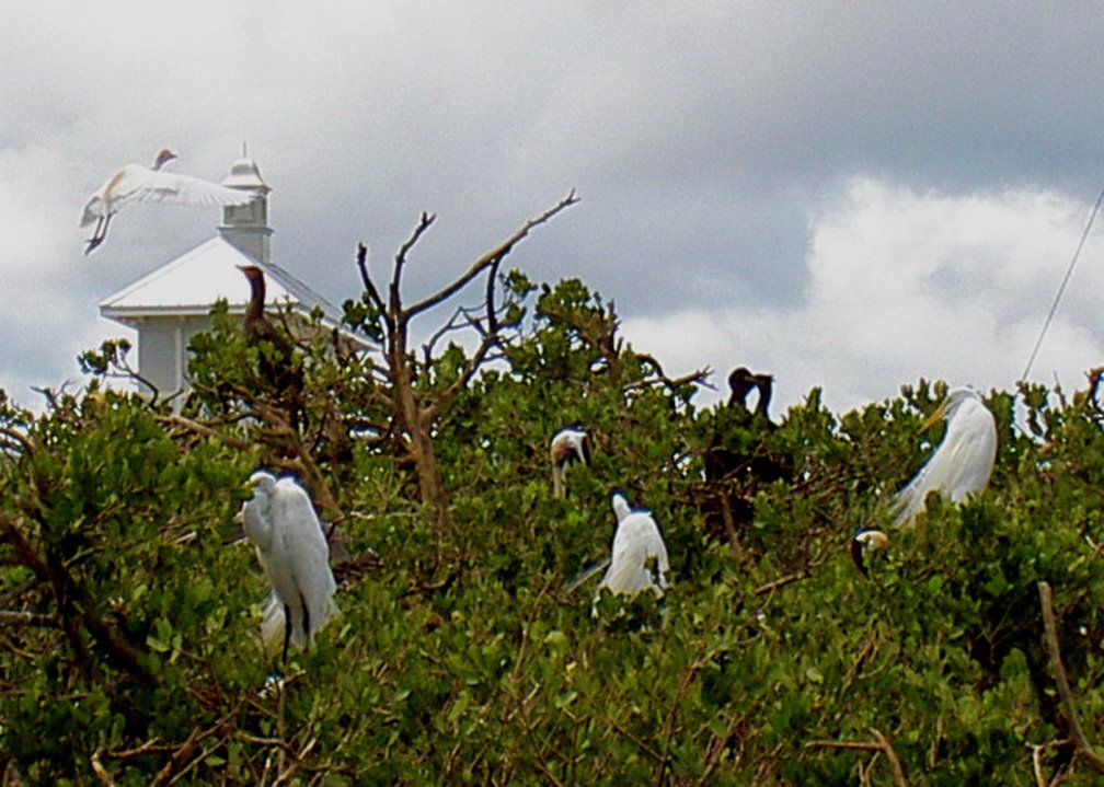 rookery / melbourne, florida (april 7, 2008)