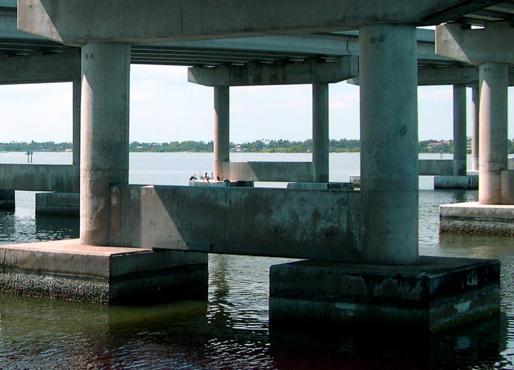 Brown Pelicans under Melbourne Causeway Bridge